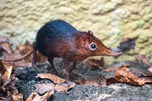 Rotschulter-Rüsselhündchen als neue Art in der Wilhelma
